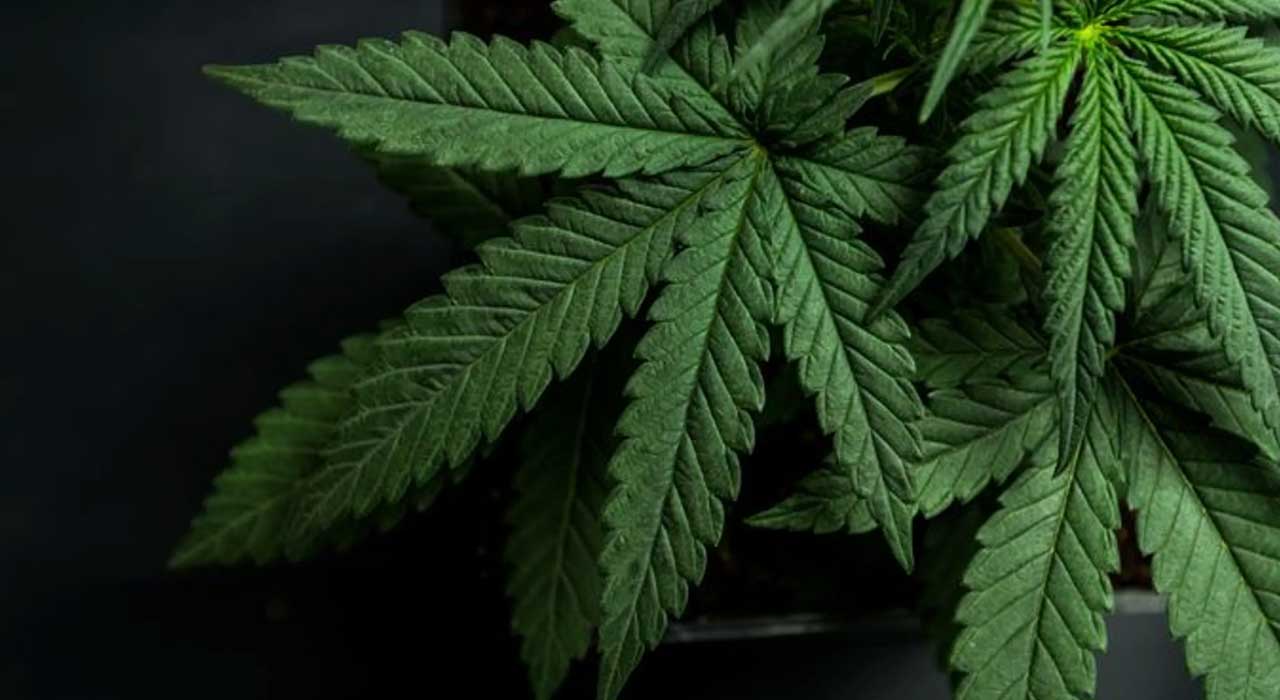 vikings cannabis