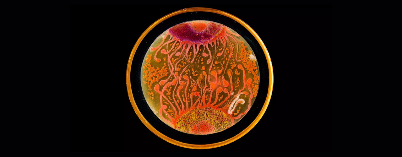 Microbioma